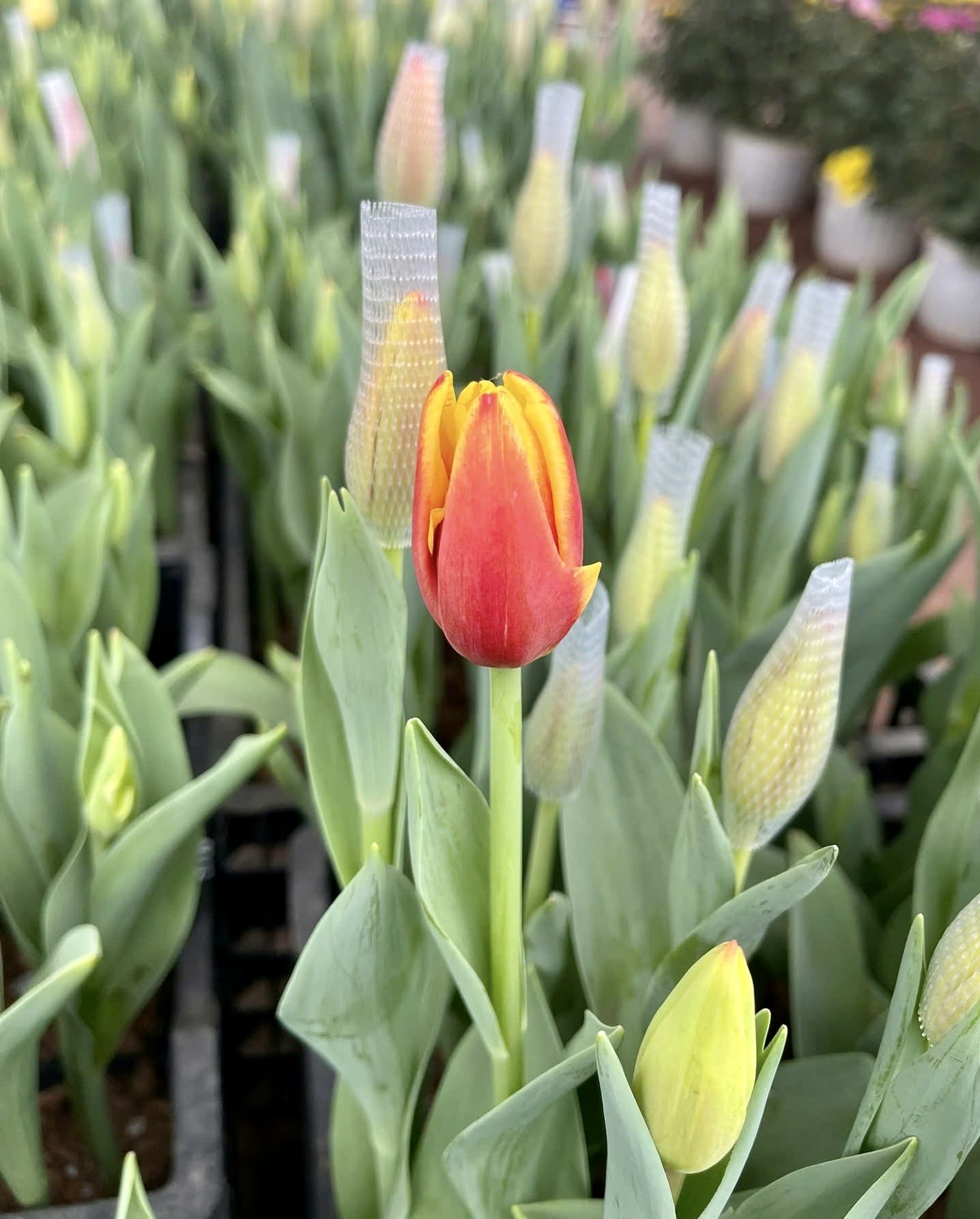 Giới trẻ mê trồng hoa tulip, tiểu thương thu hàng chục triệu mỗi ngày - Ảnh 5