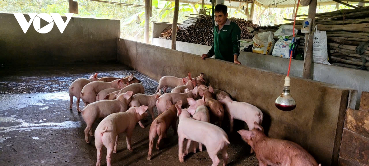 Giá lợn hơi đạt mức kỉ lục, nông dân lãi to - Ảnh 1