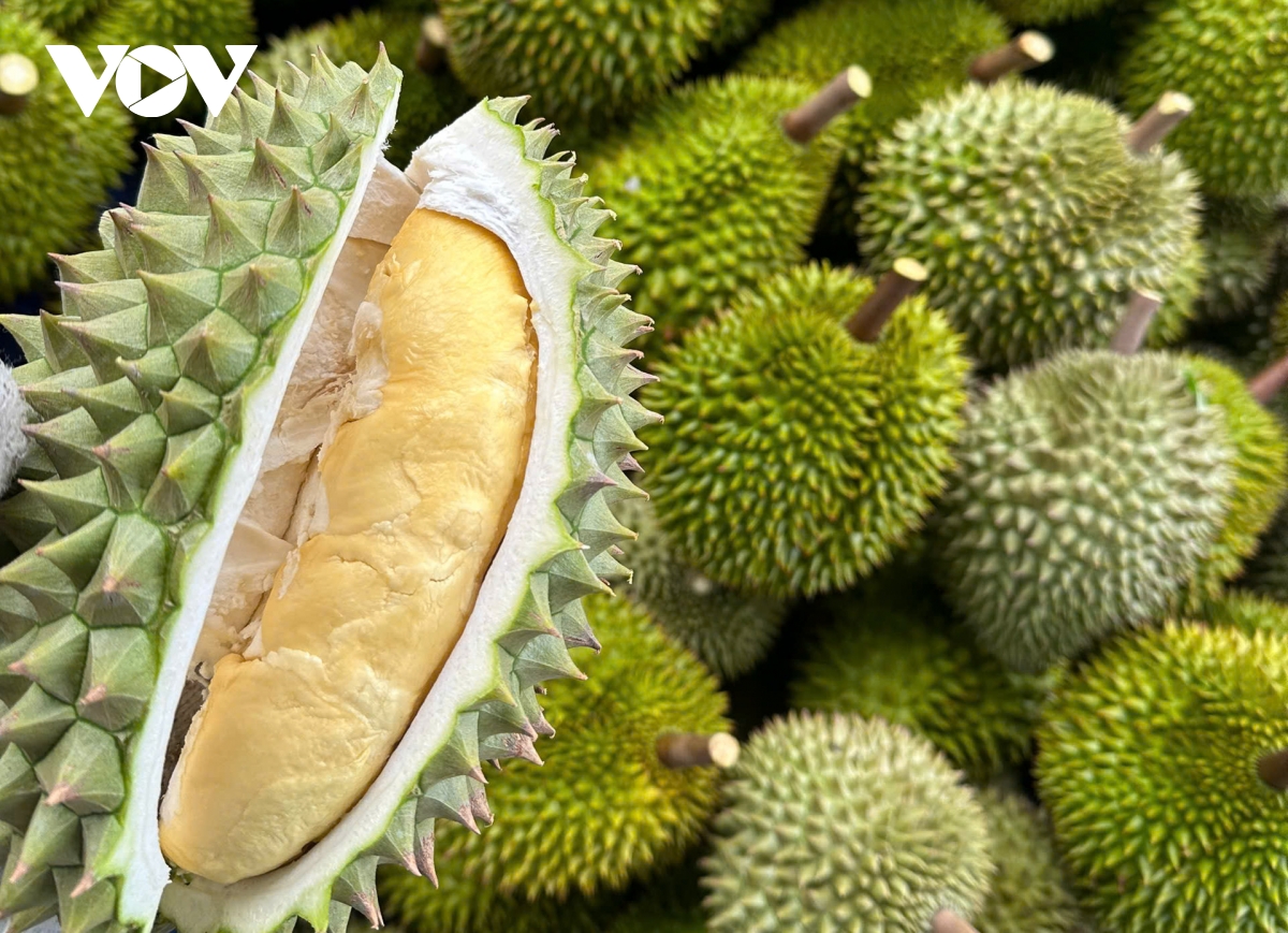Trái sầu riêng tăng giá trở lại, nhà vườn ở Tiền Giang phấn khởi - Ảnh 1