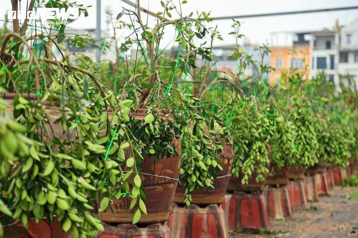 Làng Tứ Liên lại bận rộn với quất héo sau Tết - Ảnh 9