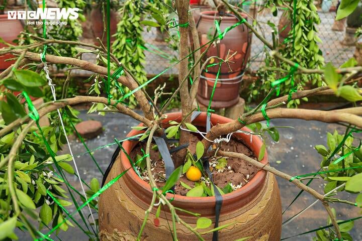 Làng Tứ Liên lại bận rộn với quất héo sau Tết - Ảnh 11