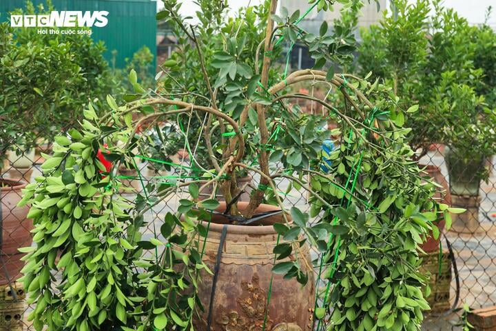 Làng Tứ Liên lại bận rộn với quất héo sau Tết - Ảnh 5