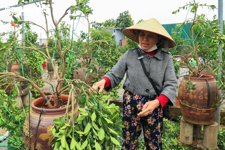 Làng Tứ Liên lại bận rộn với quất héo sau Tết - Ảnh 8