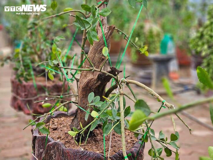 Làng Tứ Liên lại bận rộn với quất héo sau Tết - Ảnh 13