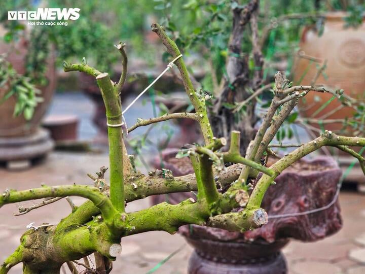 Làng Tứ Liên lại bận rộn với quất héo sau Tết - Ảnh 10