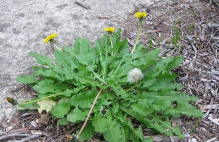 Cây dại ở làng quê Việt, sang nước ngoài là đặc sản "bán chạy như tôm tươi" - Ảnh 1
