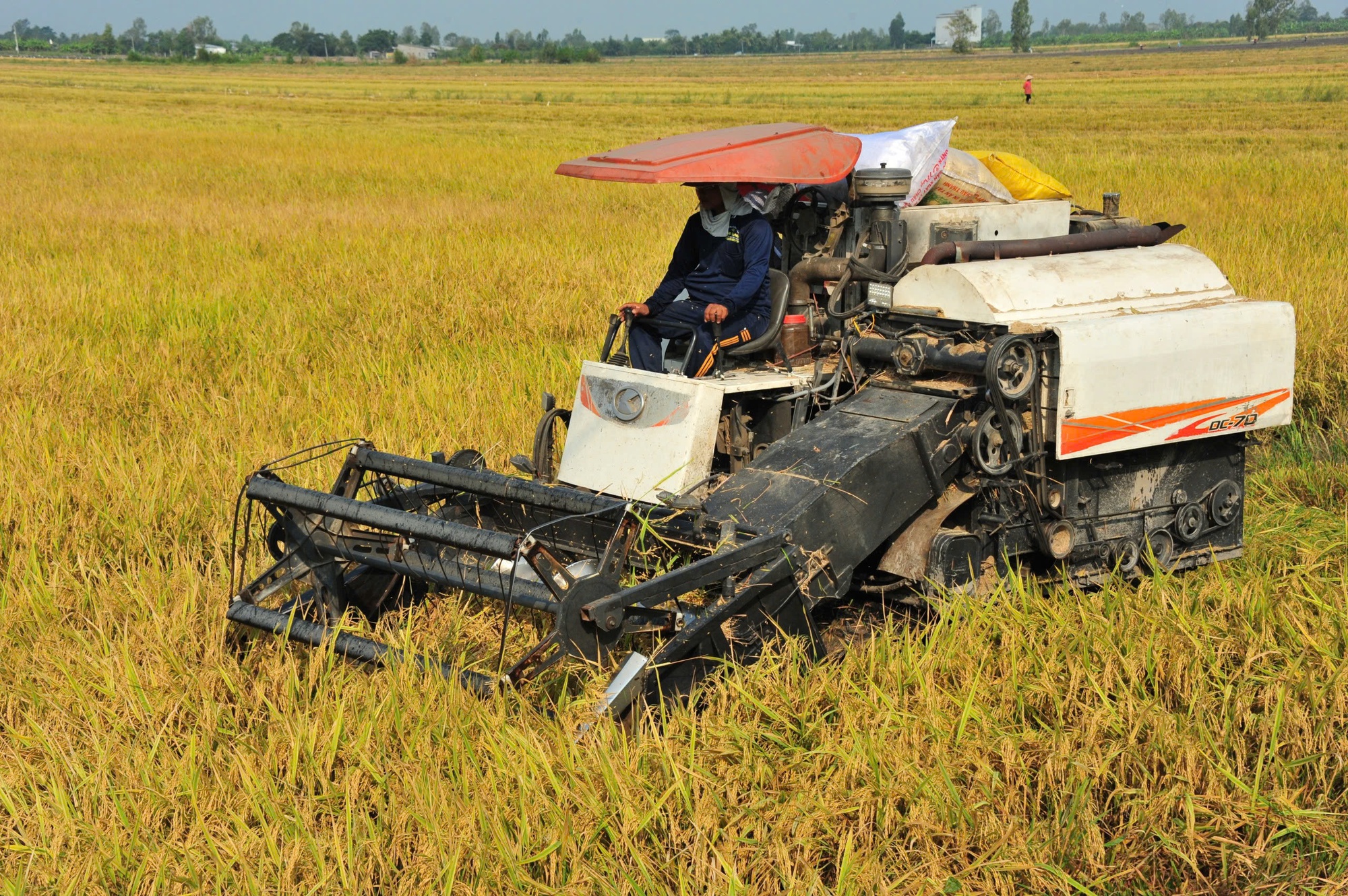 Giá lúa giảm nhưng nông dân vẫn có lời - Ảnh 2