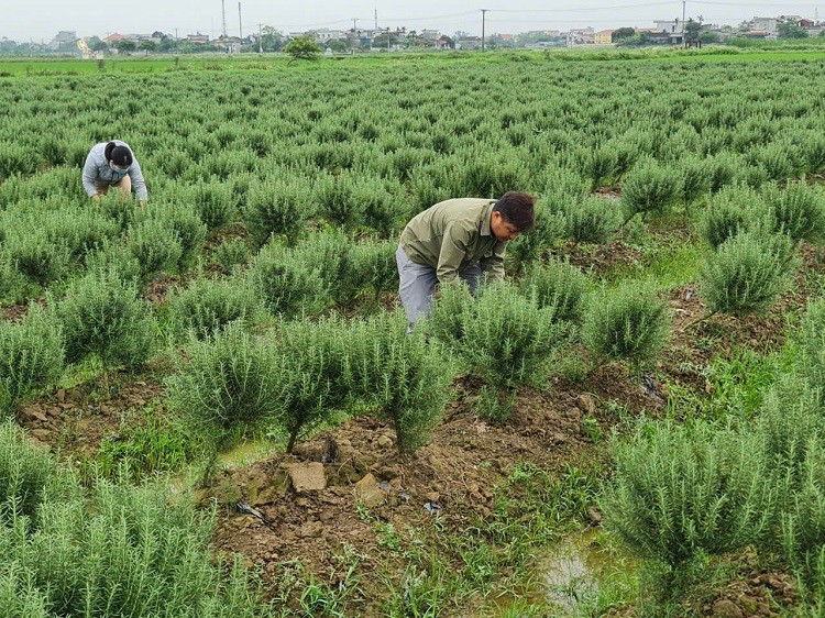 8x Thái Bình về quê khởi nghiệp với loại cây “lạ”, thu về hàng trăm triệu đồng - Ảnh 4