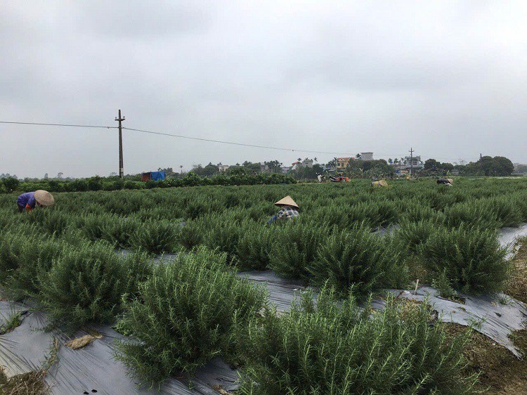 8x Thái Bình về quê khởi nghiệp với loại cây “lạ”, thu về hàng trăm triệu đồng - Ảnh 3