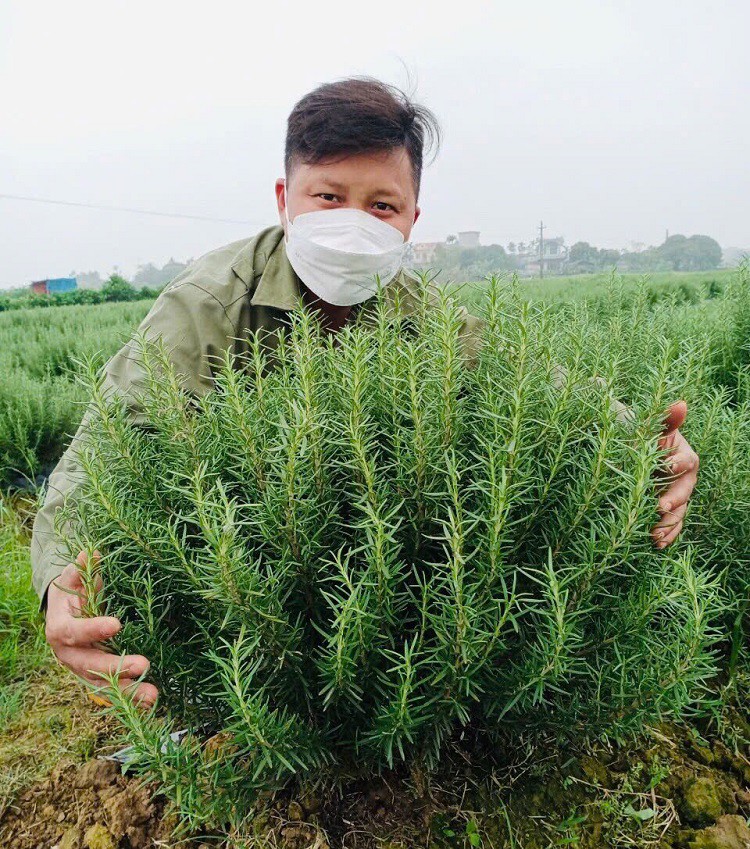 8x Thái Bình về quê khởi nghiệp với loại cây “lạ”, thu về hàng trăm triệu đồng - Ảnh 5