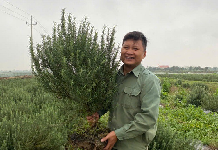 8x Thái Bình về quê khởi nghiệp với loại cây “lạ”, thu về hàng trăm triệu đồng - Ảnh 7