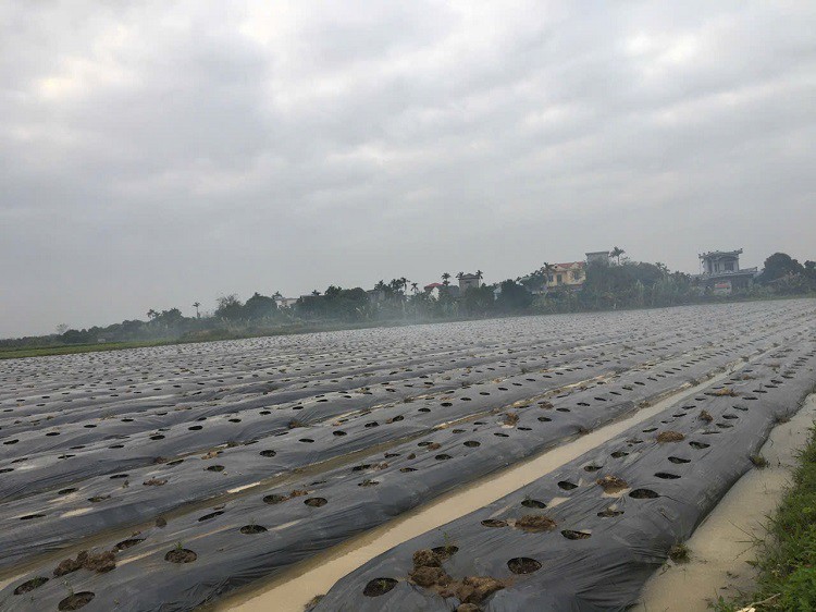 8x Thái Bình về quê khởi nghiệp với loại cây “lạ”, thu về hàng trăm triệu đồng - Ảnh 1