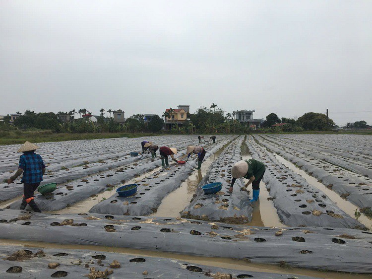 8x Thái Bình về quê khởi nghiệp với loại cây “lạ”, thu về hàng trăm triệu đồng - Ảnh 2