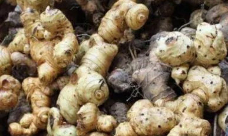 Rau cho lợn ăn chứa “vàng” trong rễ, người Việt cứ đào bán là đếm tiền mỏi tay - Ảnh 3