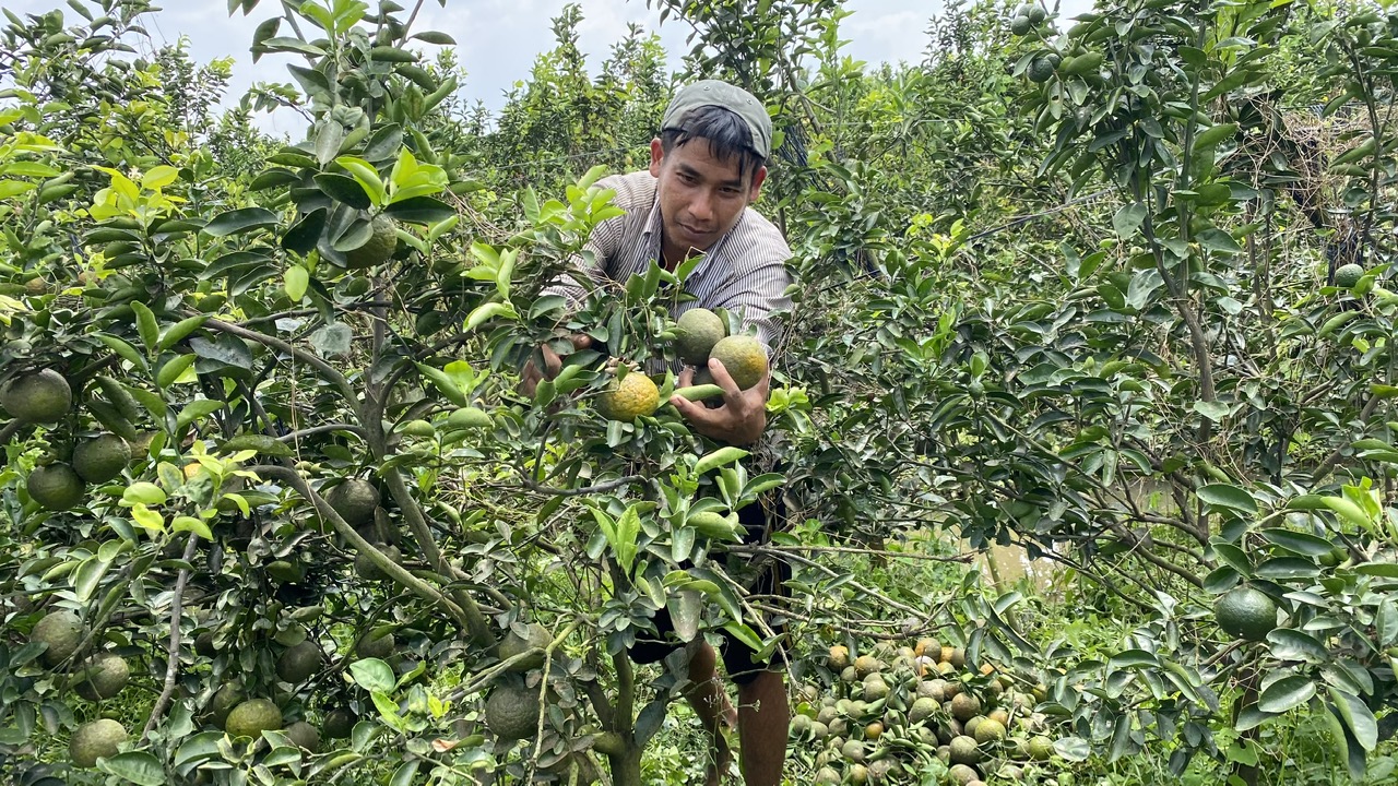 Cam sành được "giải cứu" tại TP HCM - Ảnh 6