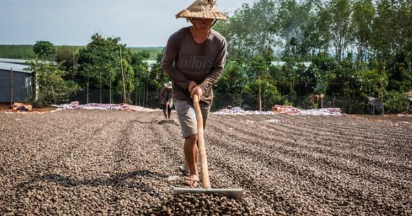 Hàng chục nghìn tấn hàng từ châu Phi giúp Việt Nam xuất khẩu bỏ xa cả thế giới: Giá tăng phi mã, nước ta chi hơn 170 triệu gom hàng trong tháng 1