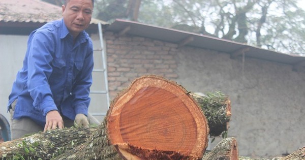 Hà Nội đấu giá lô gỗ sưa đỏ thu hơn 154 tỷ đồng