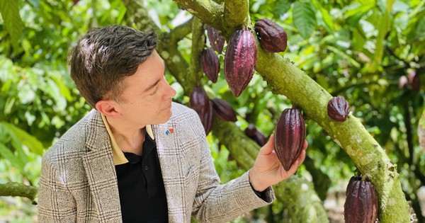 Đại sứ EU mục sở thị nơi trồng cacao ngon nhất thế giới tại Việt Nam