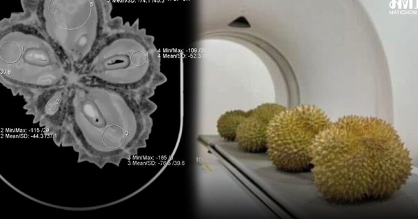Bị Trung Quốc từ chối nhập khẩu, sợ Việt Nam truất ngôi: Thái Lan tung 'chiêu độc' dùng máy X-quang quét từng trái sầu riêng, độ chính xác 95%, công suất 1.200 quả/giờ