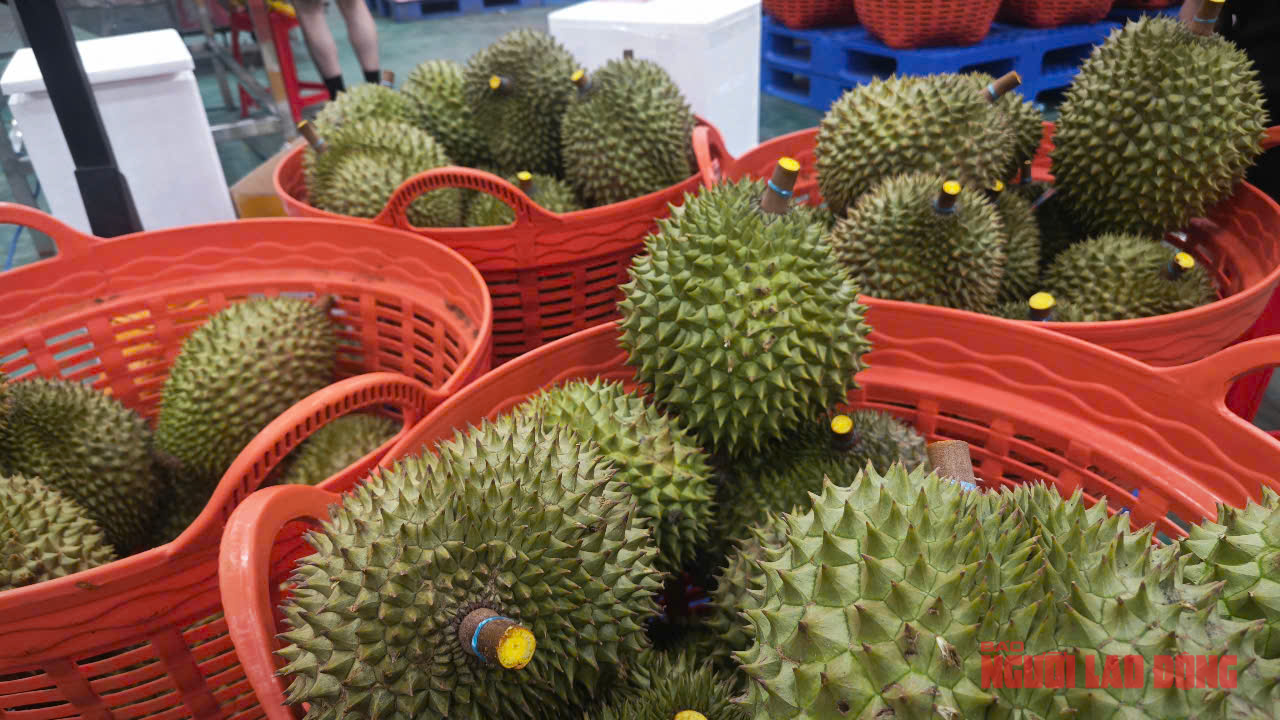 Sầu riêng tăng giá tiếp, thời hoàng kim sắp trở lại? - Ảnh 1