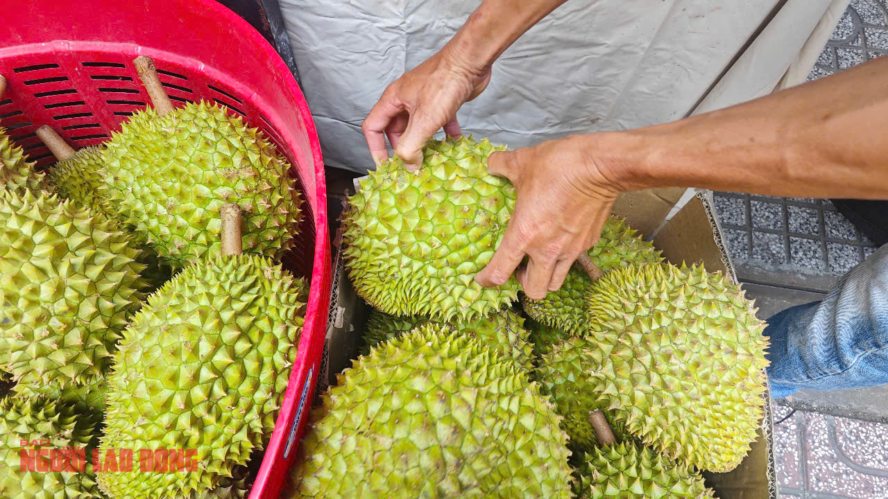 Giá sầu riêng tăng mạnh - Ảnh 1