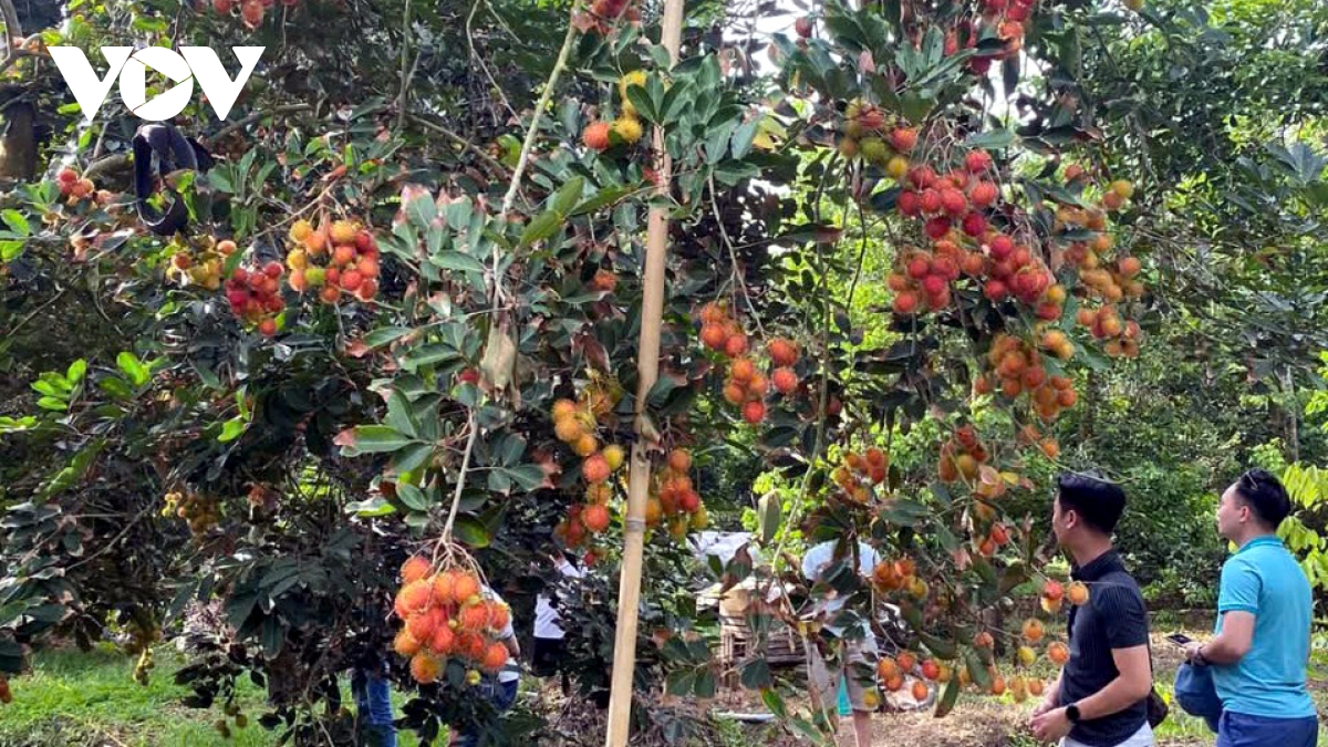 Trái chôm chôm trái mùa giá cao, nhà vườn Bến Tre phấn khởi - Ảnh 1