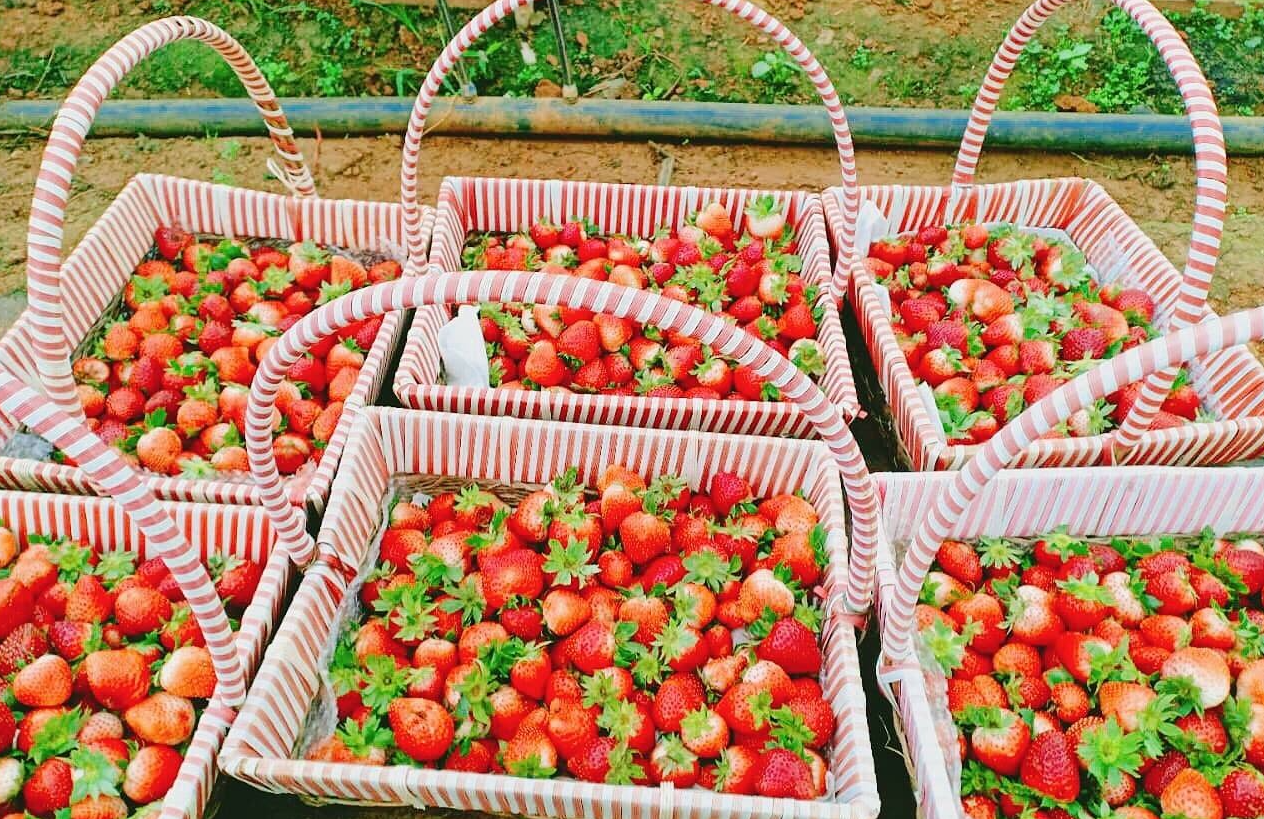 Phủ kín đường phố, siêu thị - tỉnh lớn nhất miền Bắc tiêu thụ 5.000 tấn loại 'quả vàng' chống ô xy hoá này - Ảnh 1