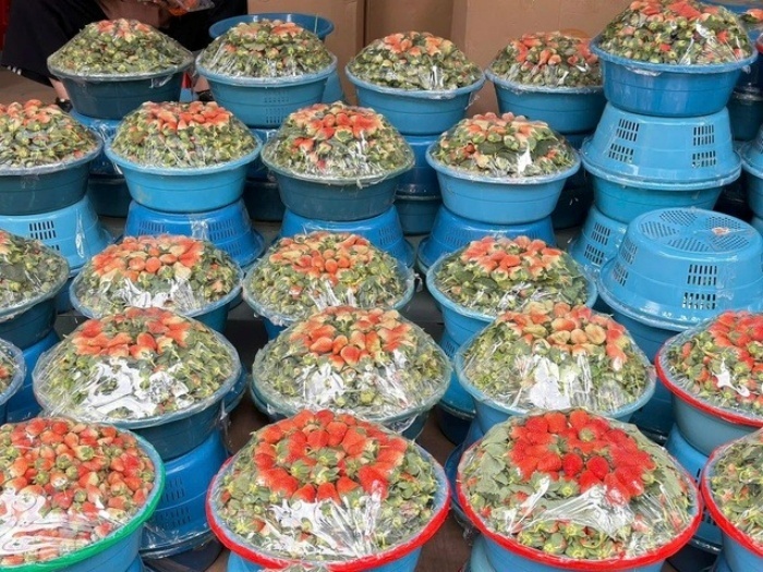 Dâu tây "giá rẻ như cho" tràn ngập thị trường, bán tràn lan ở vỉa hè Hà Nội - Ảnh 2