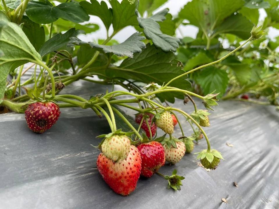 Phủ kín đường phố, siêu thị - tỉnh lớn nhất miền Bắc tiêu thụ 5.000 tấn loại 'quả vàng' chống ô xy hoá này - Ảnh 2