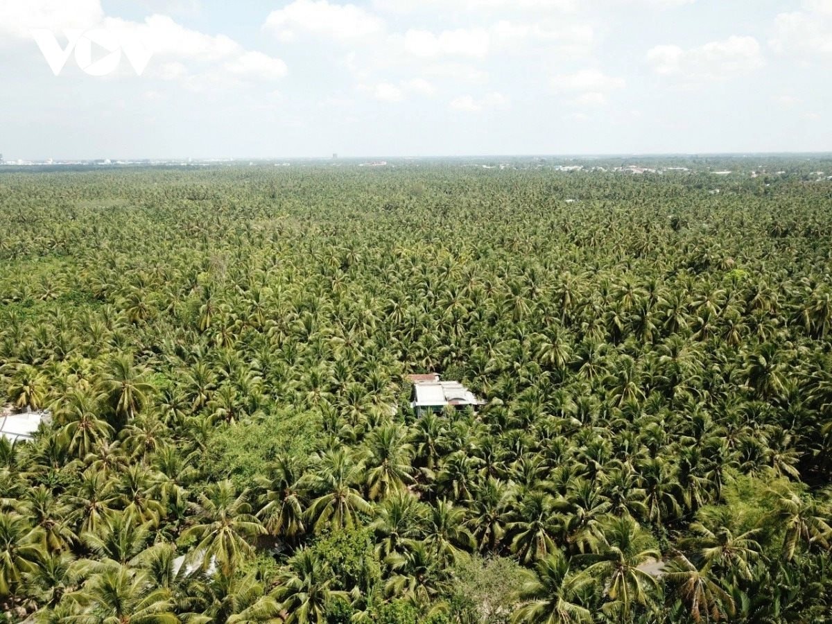 Một sản vật Việt Nam tăng giá gấp đôi: Trung Quốc, Thái Lan "cạnh tranh gay gắt" để thu mua - Ảnh 1