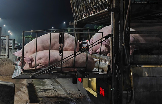 Giá heo hơi giảm sau chỉ đạo của Phó Thủ tướng - Ảnh 1