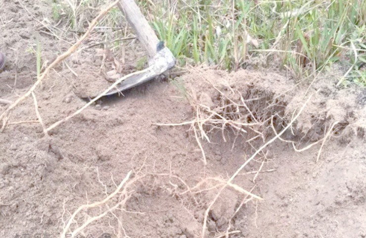 Cỏ dại mọc hoang khắp Việt Nam, đào rễ lên phát hiện cả “kho tiền” - Ảnh 3