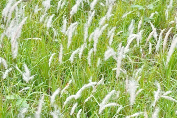 Cỏ dại mọc hoang khắp Việt Nam, đào rễ lên phát hiện cả “kho tiền” - Ảnh 1