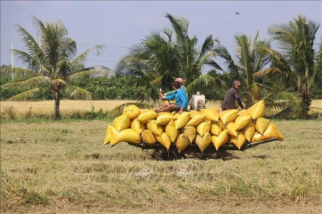 Giá gạo Việt xuất khẩu vì sao từ đỉnh cao lao xuống vực sâu? - Ảnh 2