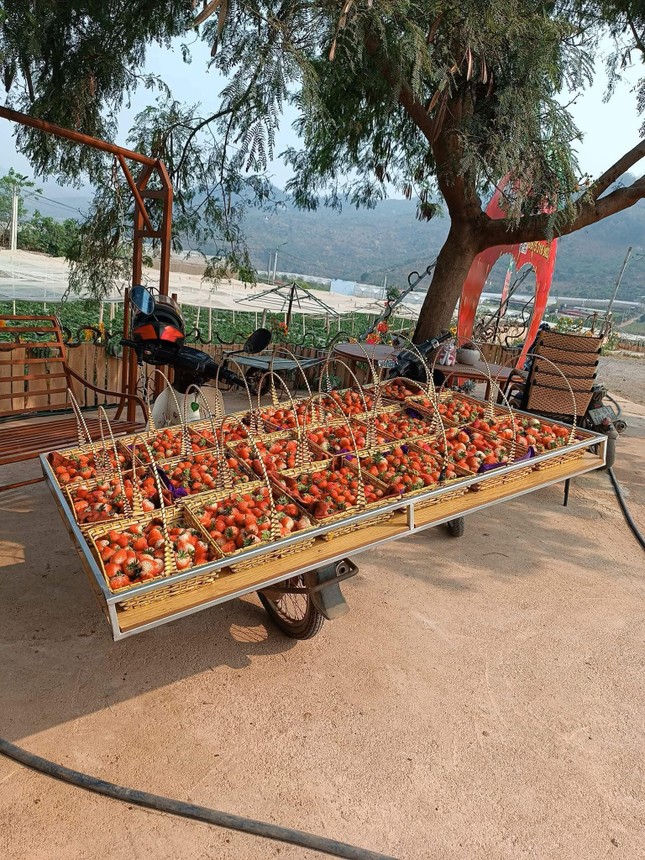 Dâu tây 'rẻ như bèo' tràn ngập Hà Nội - Ảnh 4