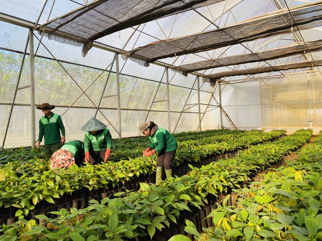 Đại sứ EU mục sở thị nơi trồng cacao ngon nhất thế giới tại Việt Nam - Ảnh 3