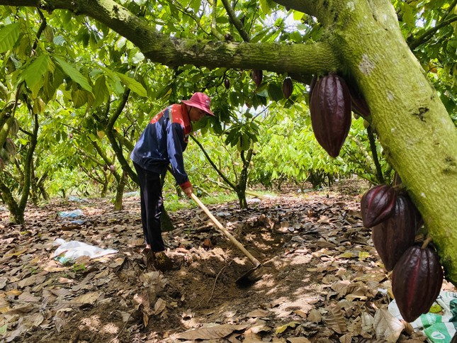 Đại sứ EU mục sở thị nơi trồng cacao ngon nhất thế giới tại Việt Nam - Ảnh 6