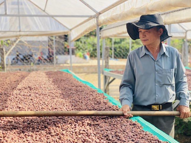 Đại sứ EU mục sở thị nơi trồng cacao ngon nhất thế giới tại Việt Nam - Ảnh 5