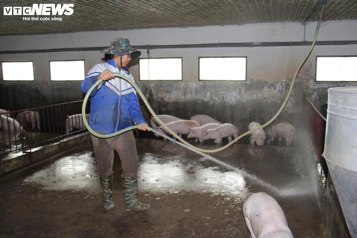 Giá heo hơi cao ngất, vì sao người chăn nuôi vẫn ngại tái đàn? - Ảnh 2