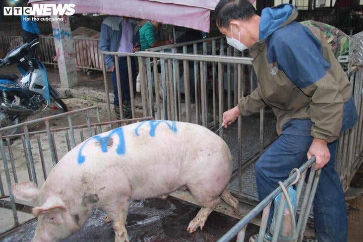 Vì sao giá heo hơi tiếp tục tăng cao? - Ảnh 1