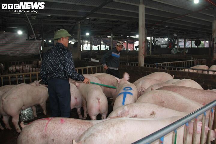 Giá thịt heo tăng cao, tiểu thương than ế - Ảnh 3