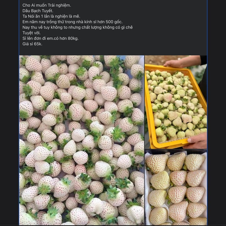 Loại quả từng có giá triệu đồng/kg nay bán rẻ bèo trên 'chợ mạng' - Ảnh 1