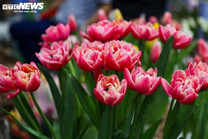 Khách hàng đổi 'gu', săn mua sen đá độc lạ dịp 8/3 - Ảnh 21