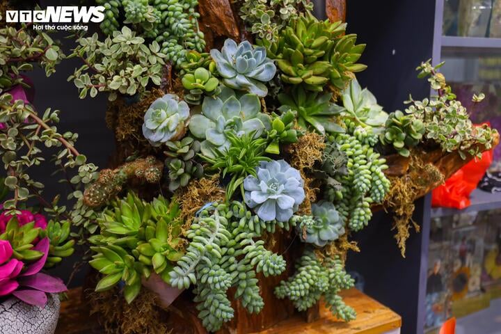 Khách hàng đổi 'gu', săn mua sen đá độc lạ dịp 8/3 - Ảnh 5