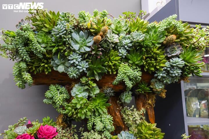 Khách hàng đổi 'gu', săn mua sen đá độc lạ dịp 8/3 - Ảnh 4