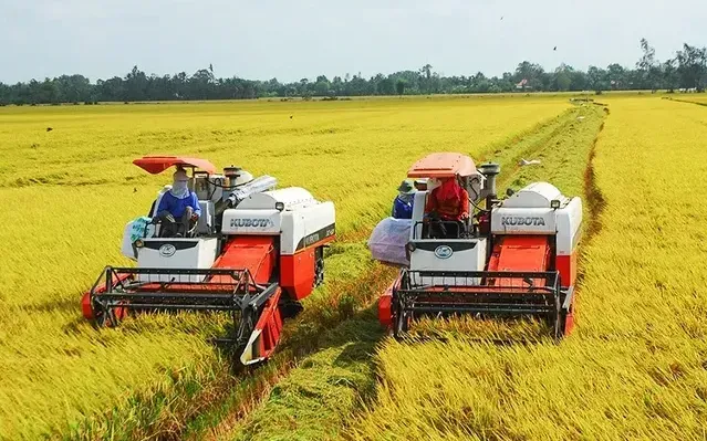 Gạo Việt Nam trụ vững với phân khúc chất lượng cao - Ảnh 1