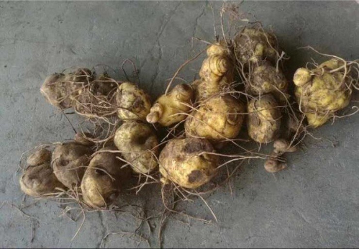 Rau cho lợn ăn chứa “vàng” trong rễ, người Việt cứ đào bán là đếm tiền mỏi tay - Ảnh 2