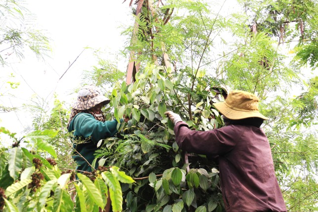 Đột nhập nơi trồng ‘vàng đen’ lớn nhất Đắk Lắk - Ảnh 1