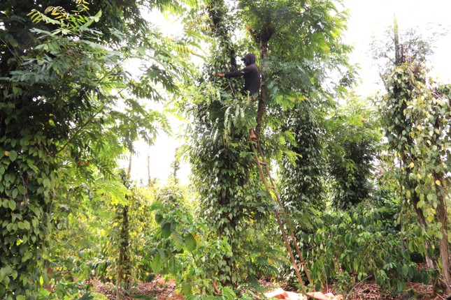 Đột nhập nơi trồng ‘vàng đen’ lớn nhất Đắk Lắk - Ảnh 2