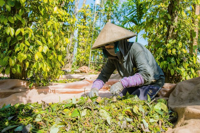 Đột nhập nơi trồng ‘vàng đen’ lớn nhất Đắk Lắk - Ảnh 3